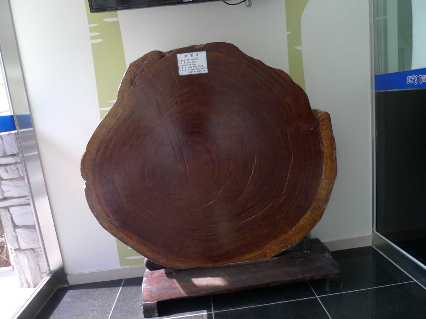 cross section of a very large wooded tree trunk